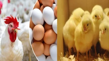 تحديث الأسعار.. كرتونة البيض والكتاكيت في الأسواق الأحد